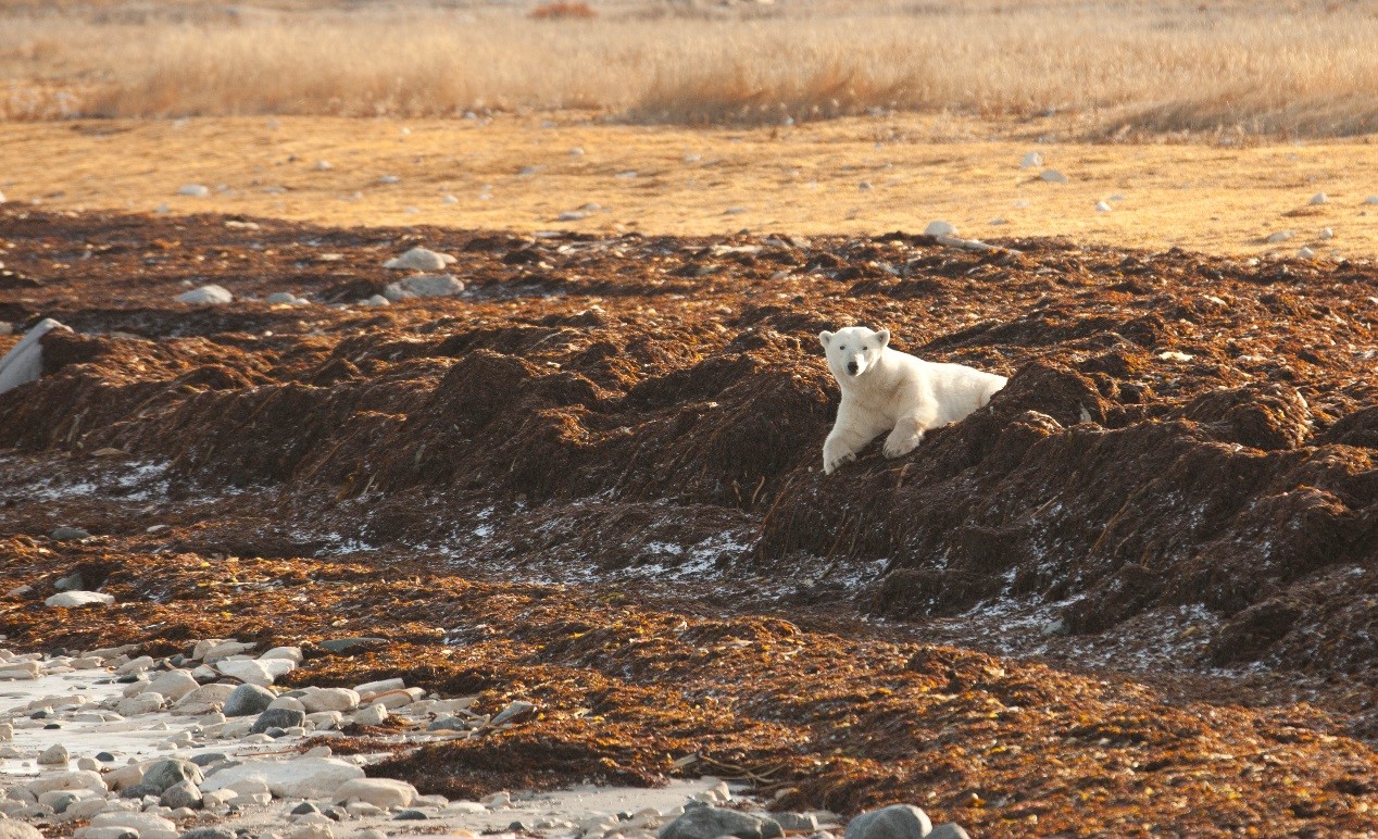 a young polar bear sits in the grasses and seaweed on the shore of hudson bay