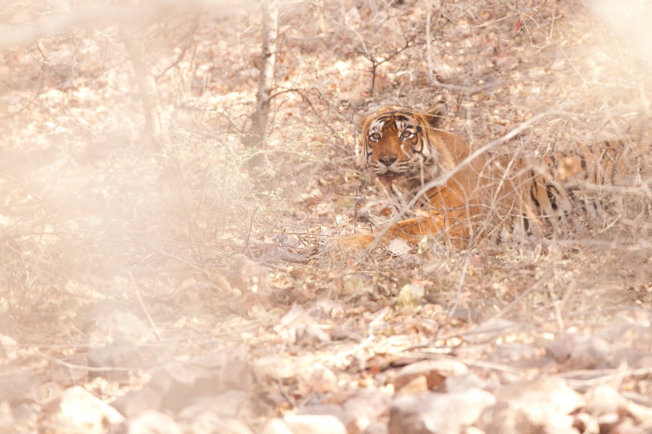 an adult tiger photographed through the brush in Ranthambore
