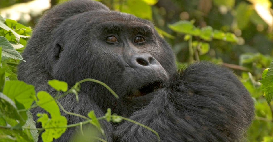 a close up photo of a mountain gorilla in uganda