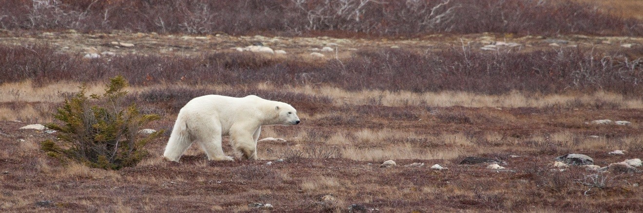 a polar bear walking across the arctic tundra in Churchill, Canada