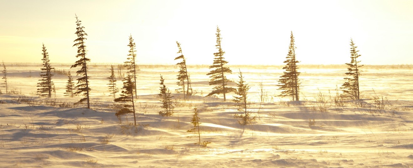 spruce trees illuminated by golden light in the arctic of Churchill, Canada