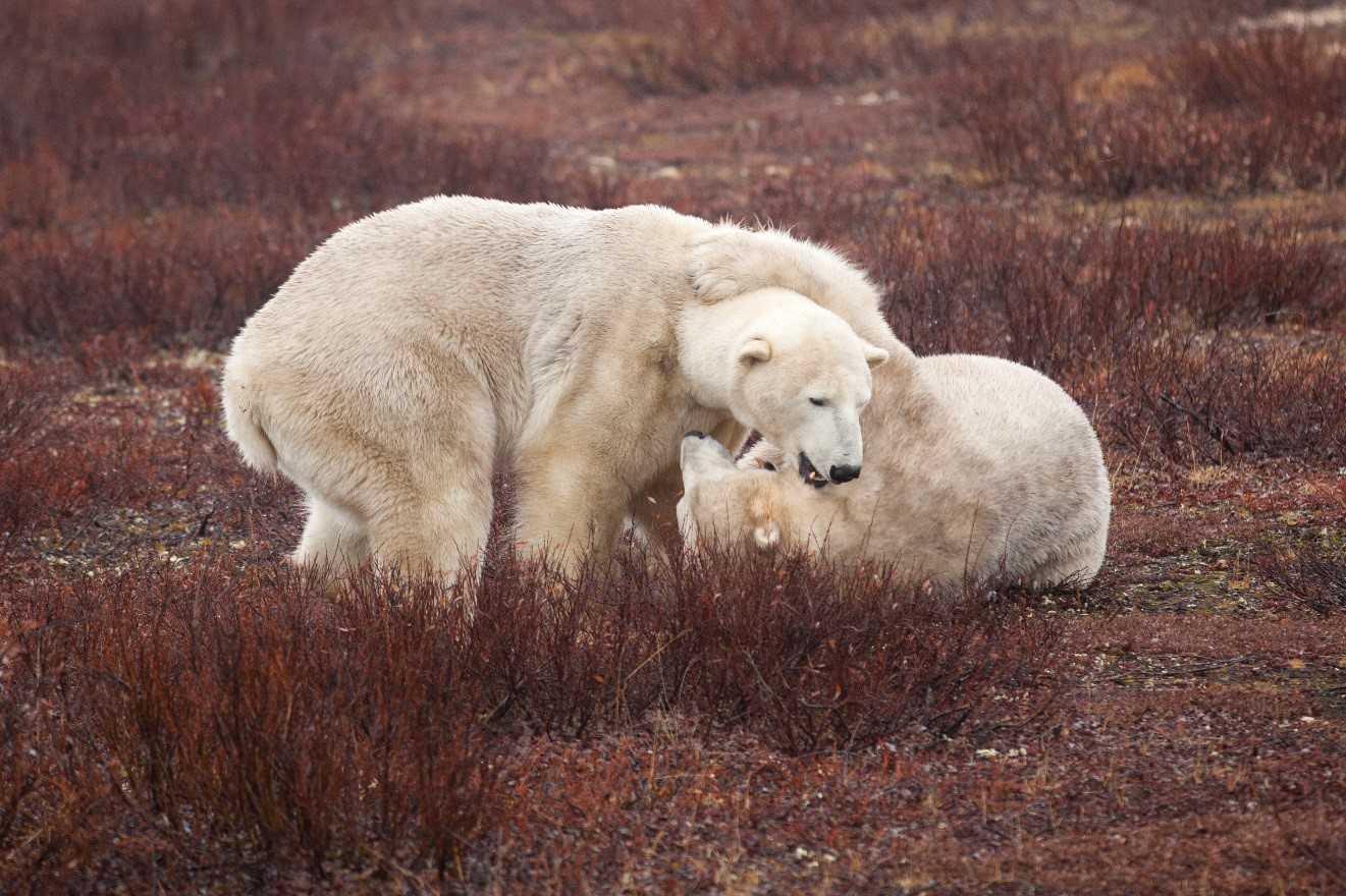 two polar bears play fight in the red willows on the tundra of Churchill, Canada