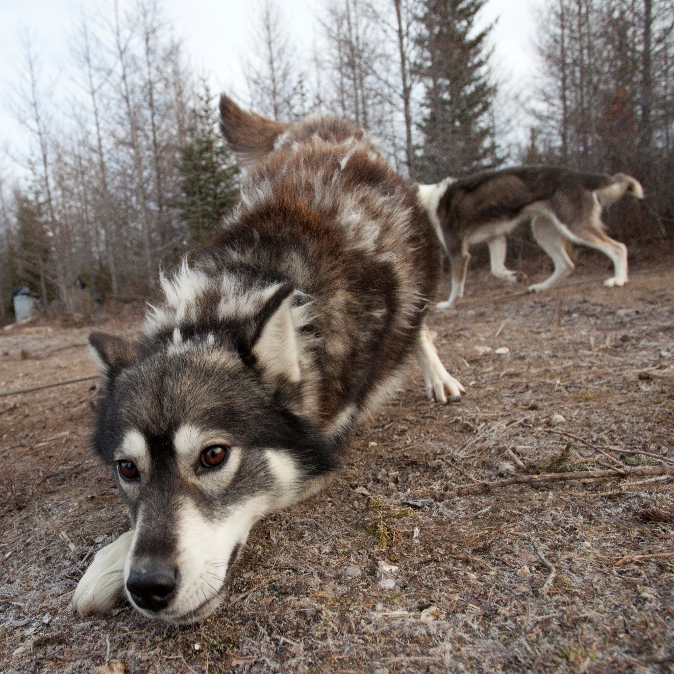 an ultra wide angle photo of a sled dog in the arctic