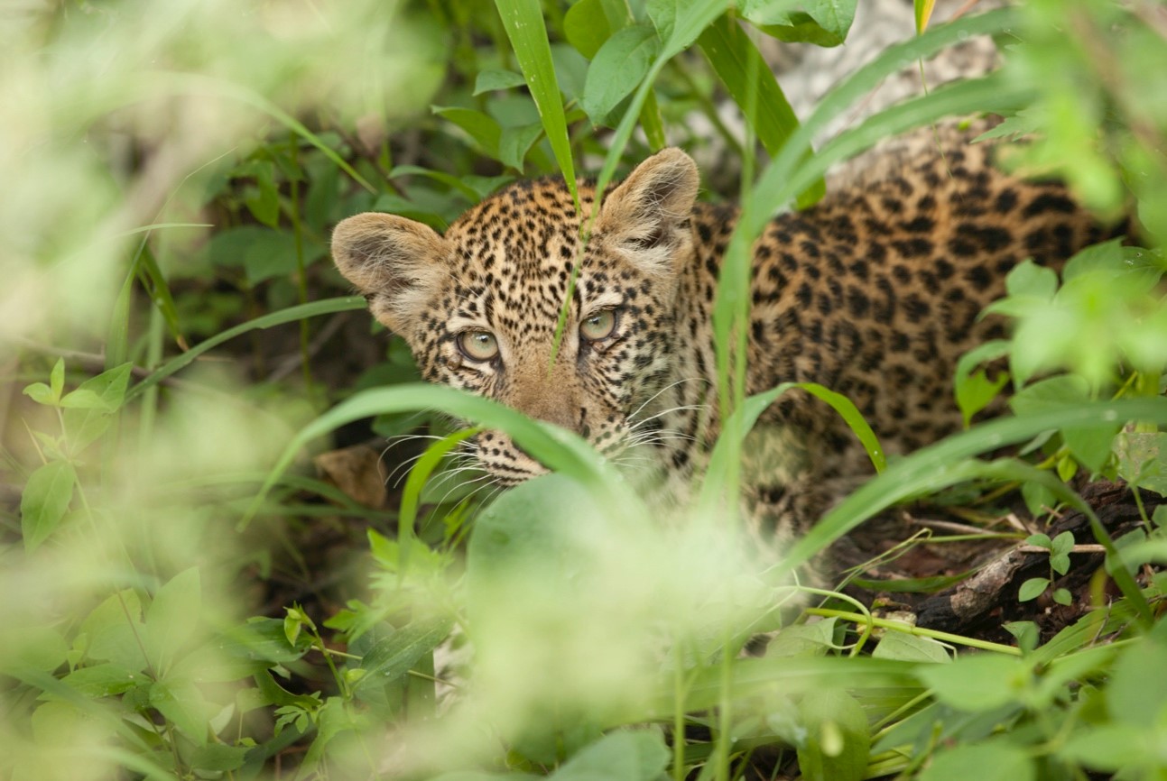 a young leopard peers through the tall grass in Linyanti near Savuti camp