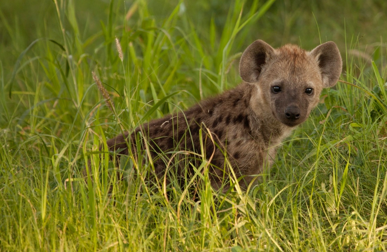 a young spotted hyena stands up amidst tall green season grass