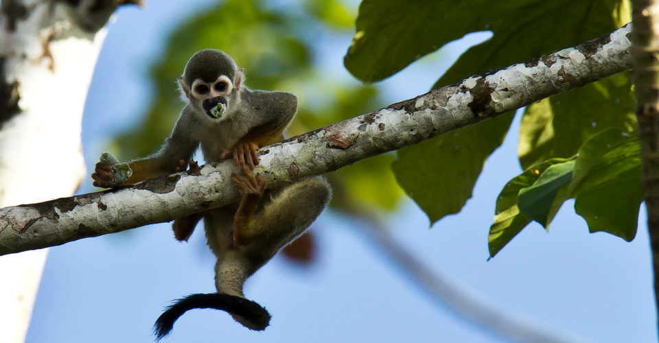 a squirrel monkey in a tree on the amazon river