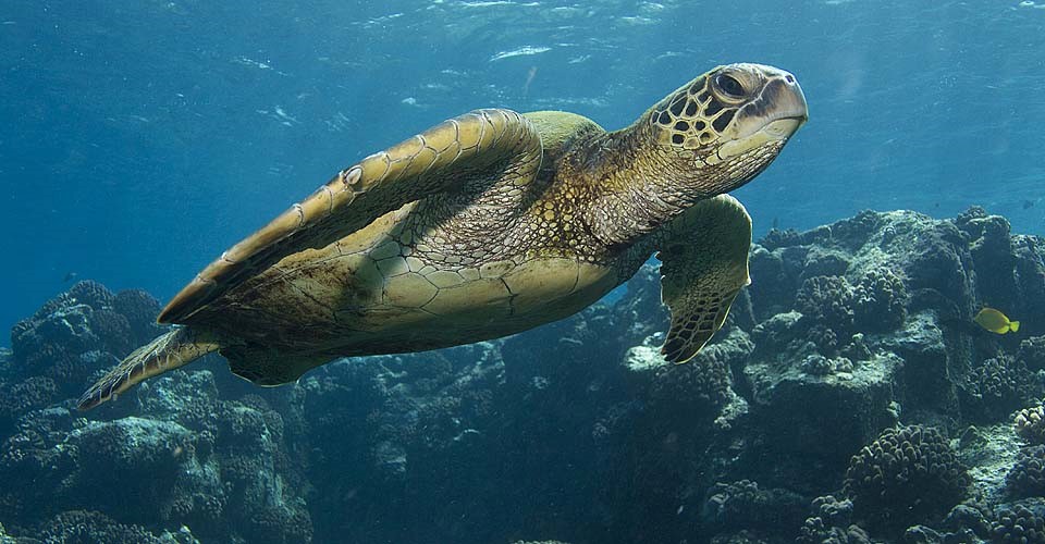 a sea turtle swims in front of the camera in galapagos islands