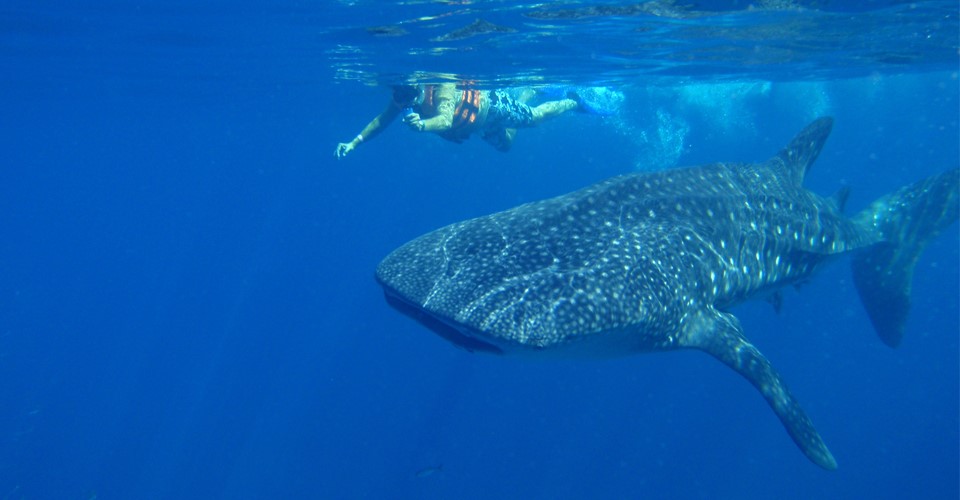 a swimmer is photographed next to a massive whale shark near Isla Holbox