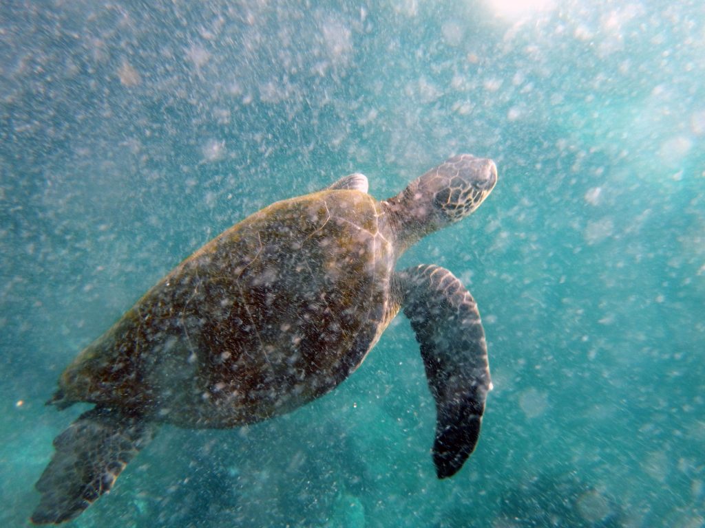 a sea turtle swims in water with minimal debris, but still cloudy due to the camera capturing a single moment