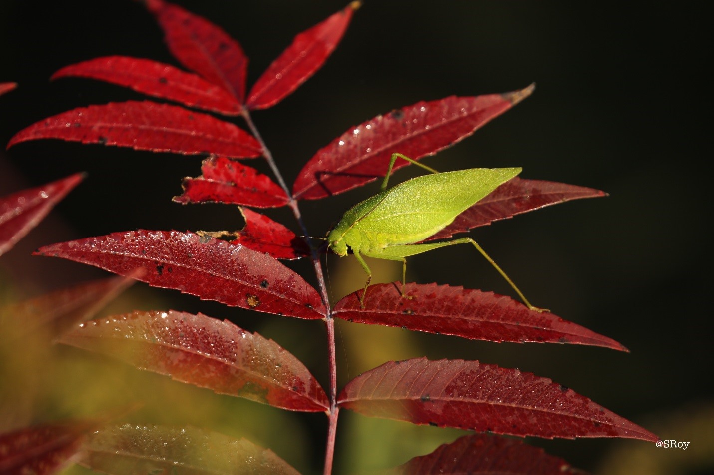 a beautiful green katydid perching on a red leaf to symbolize teh change in seasons