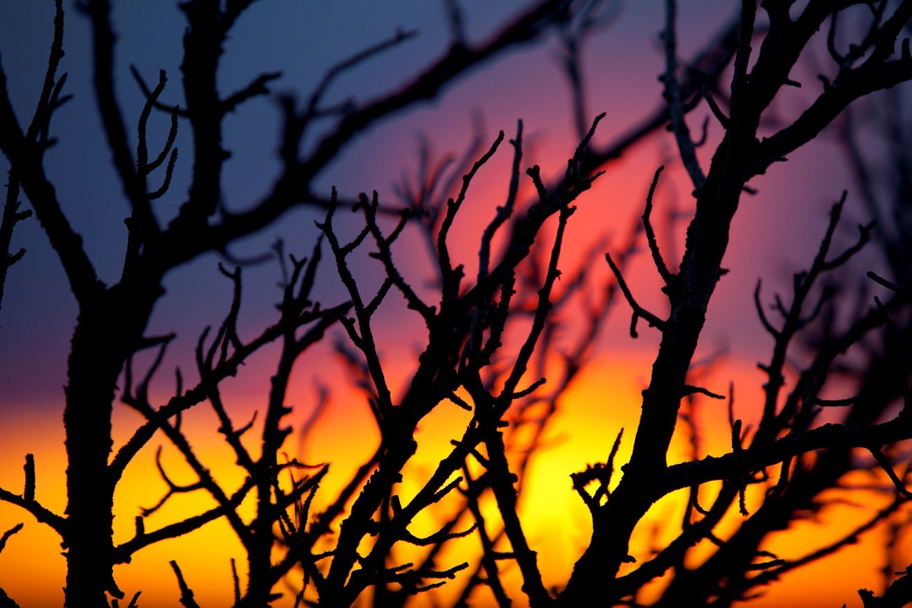 the many colors of a grand canyon sunset with silhouetted twigs in the foreground