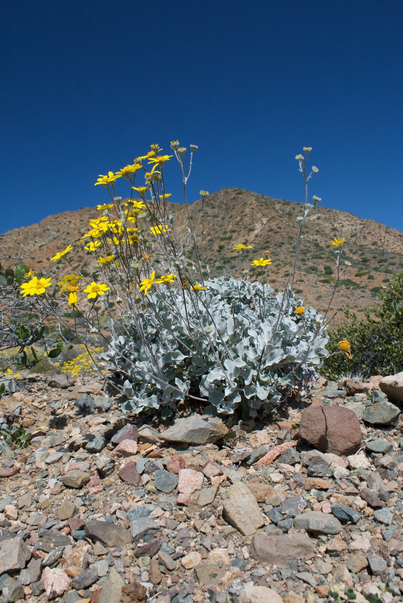 a photo of polarized sky above a yellow flower in baja mexico