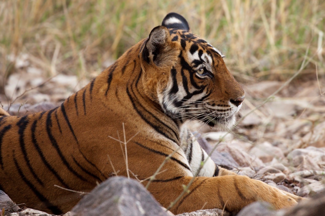 a profile view of a tiger in ranthambore national park, India