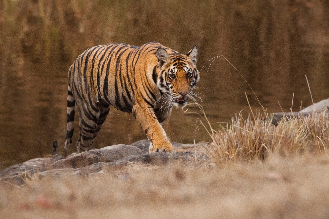 a tiger approaching from the water's edge in Kanha National Park