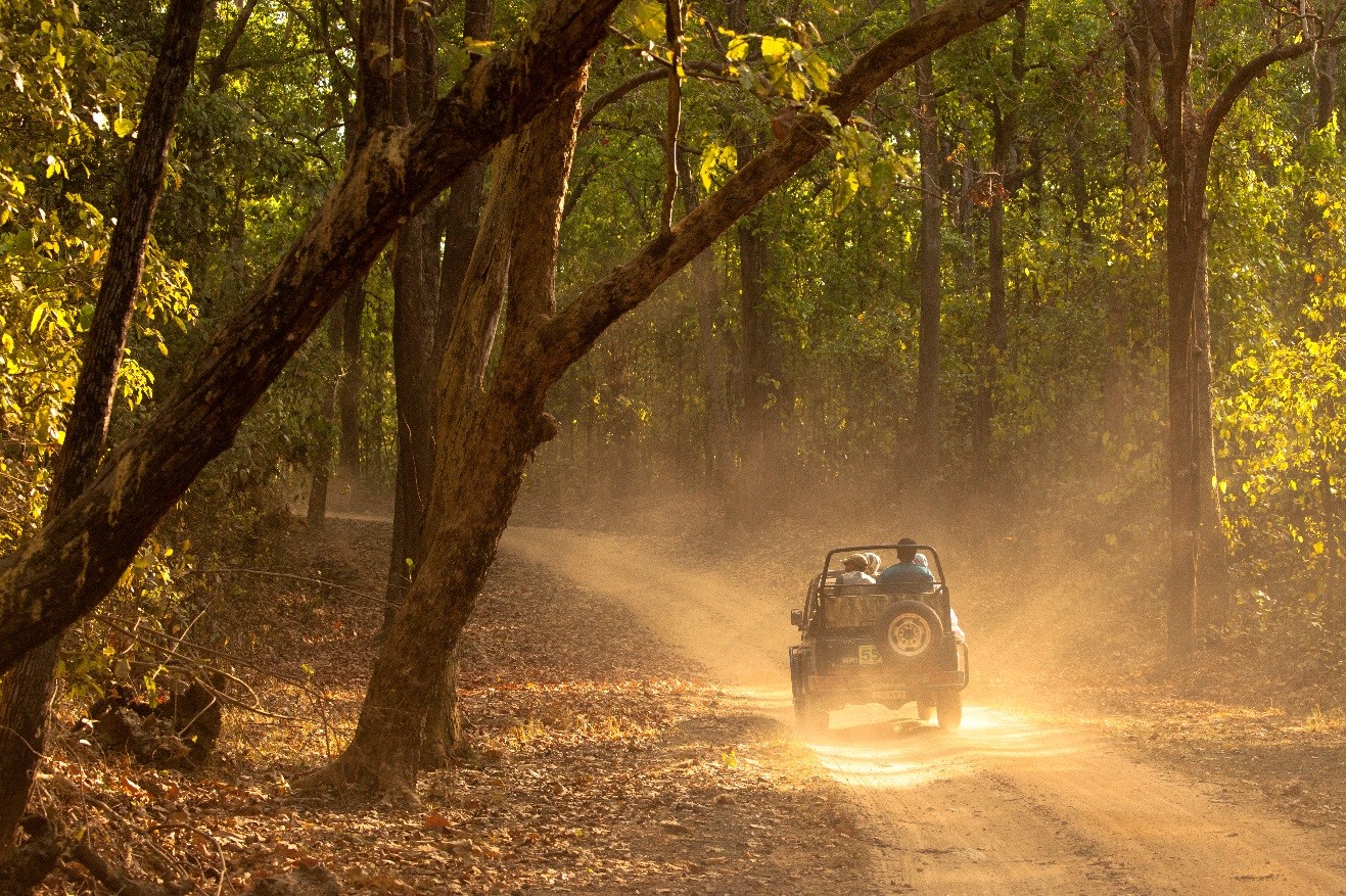 a safari jeep in Kanha national park drives through a sunbeam