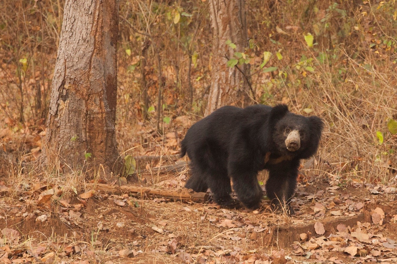 a sloth bear emerges from the woods in Kanha National Park, India