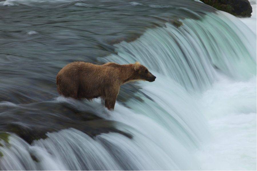 a beautiful mother grizzly bear atop a waterfall waiting for leaping salmon