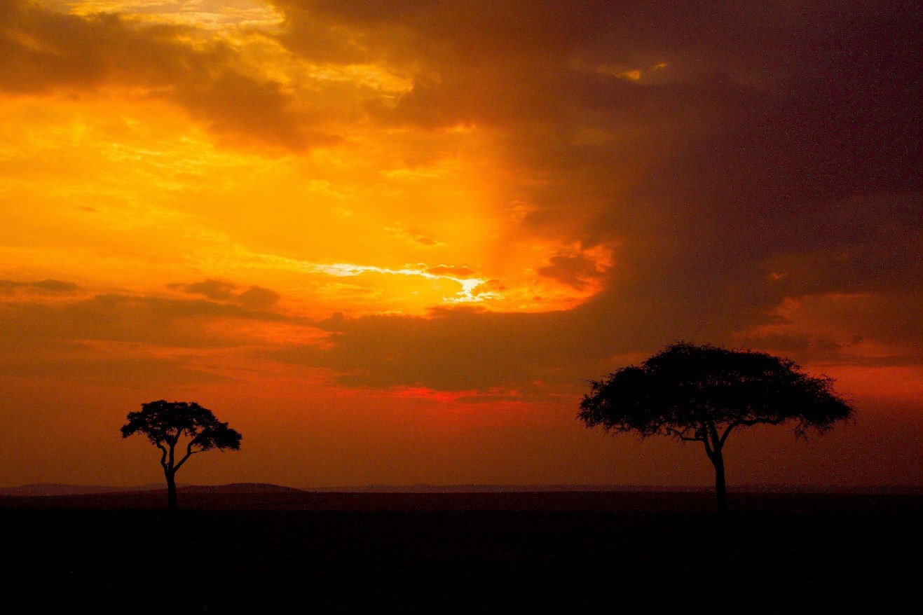 a stunning orange and red sunset over the masai mara in Kenya with two acacia trees silhouetted