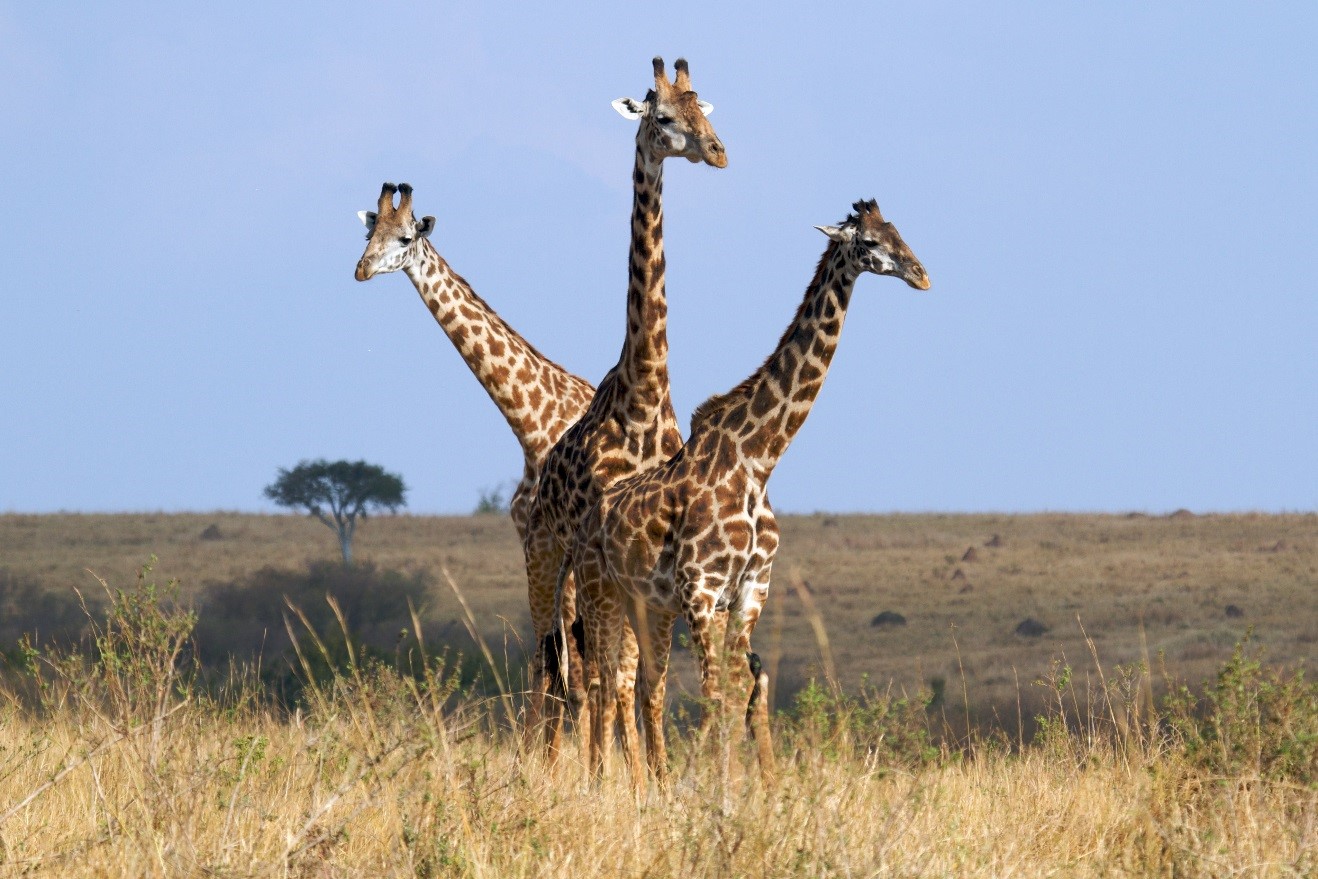 three giraffes all in line against a blue sky