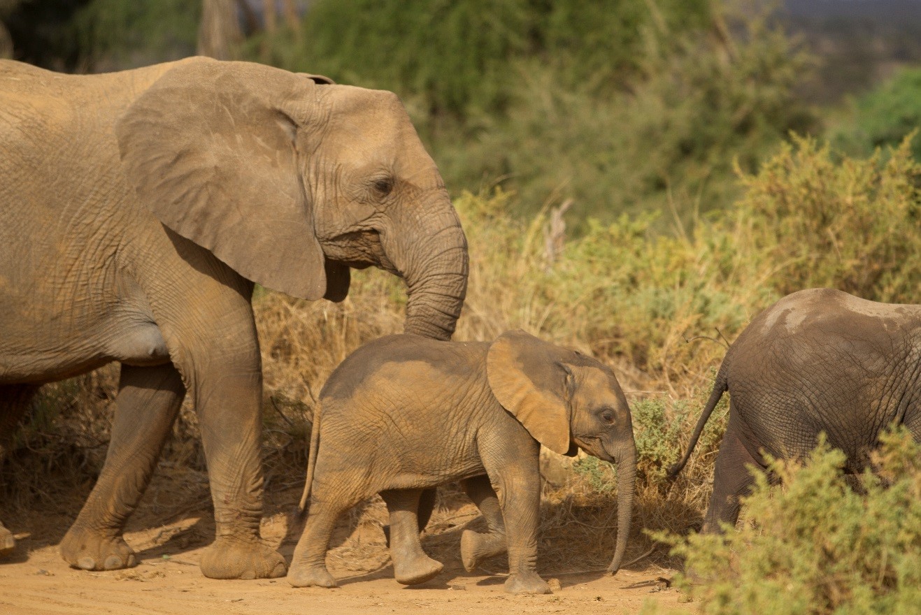 larger elephants walk and protect a small young elephant in samburu kenya