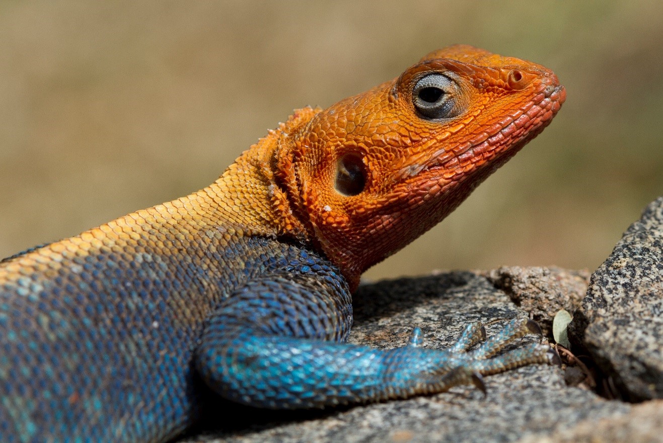a macro photograph of an agama lizard in kenya