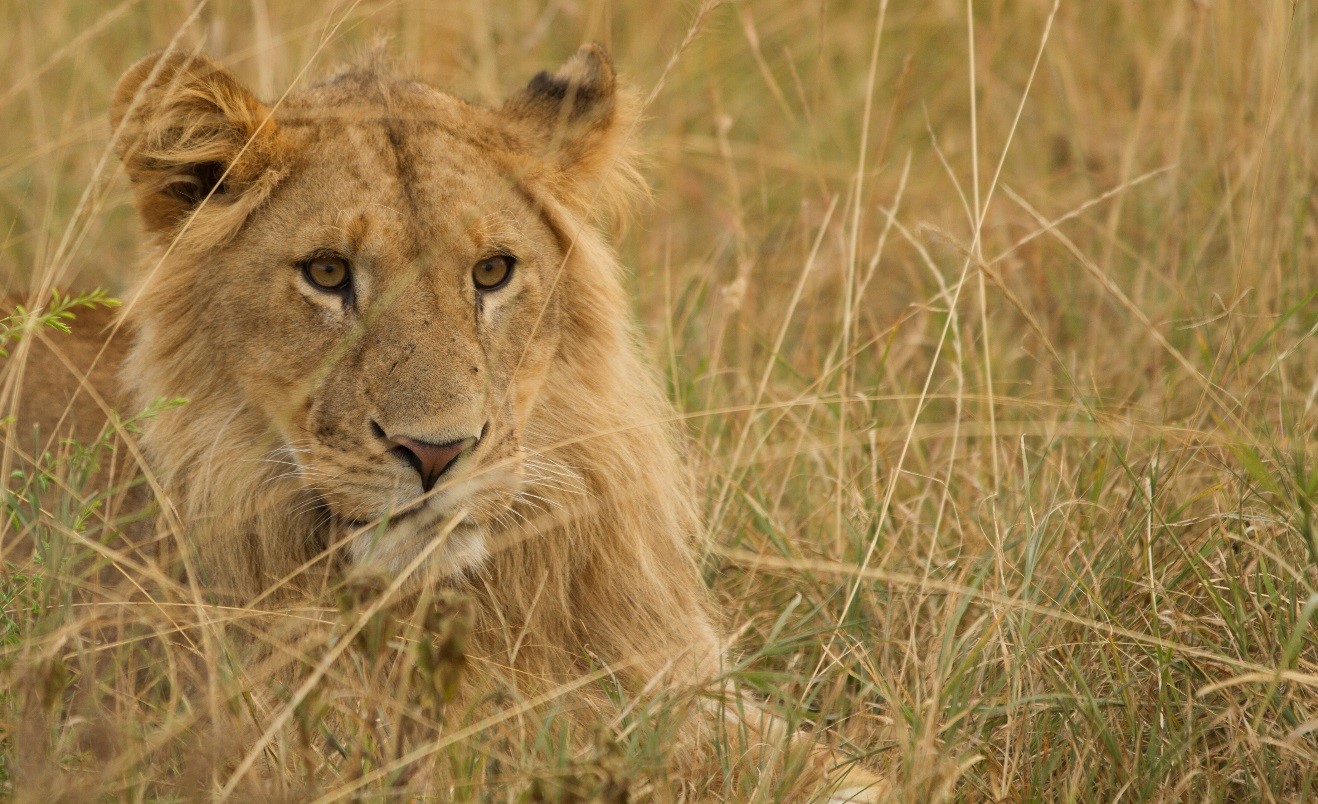 a portrait of a young male lion sitting in the grasses of the masai mara in kenya