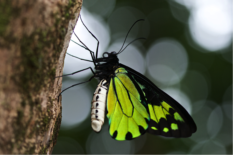 a birding butterfly is framed nicely against blurred background bokeh