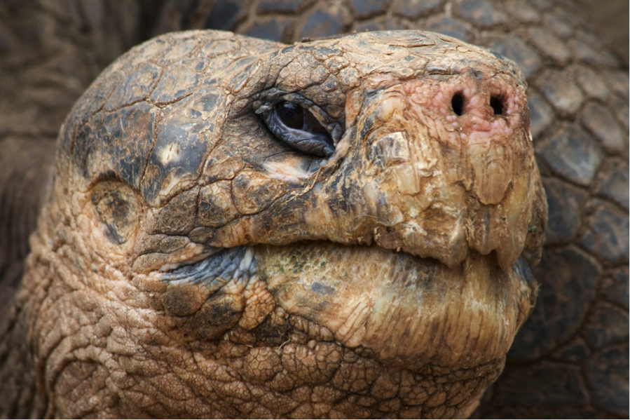 a closeup of a galapagos tortoise