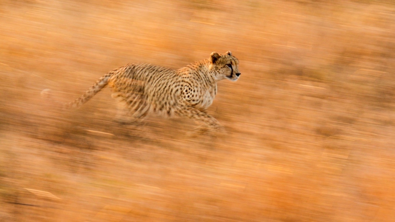 a spectacular blurred motion shot of a cheetah running across the kruger