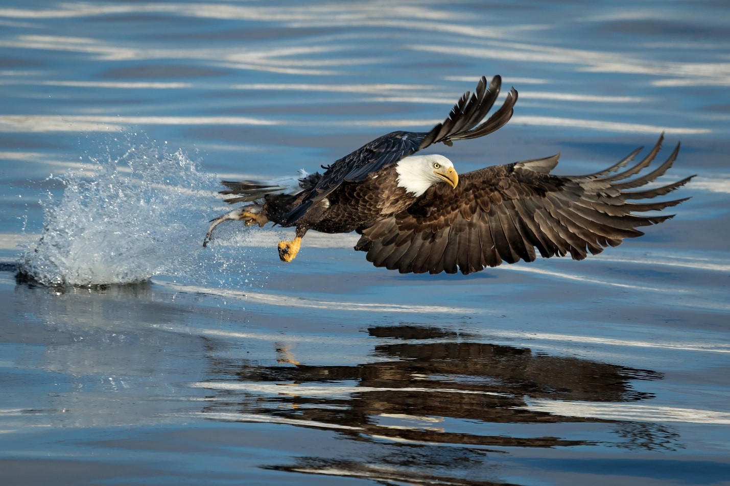 A bald eagle takes off from the water after catching a fish