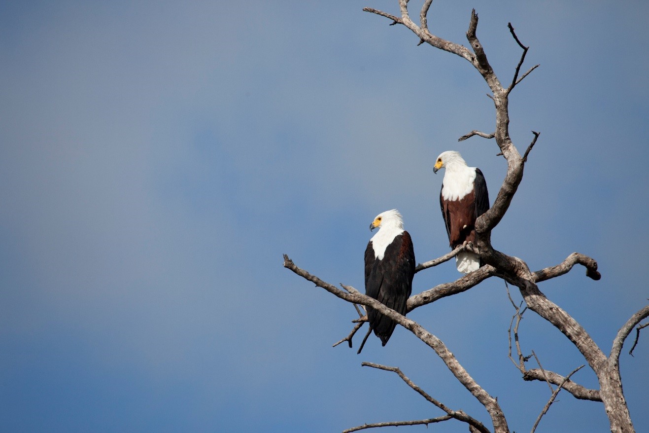 a pair of african fish eagles perched in a tree above the zambezi river