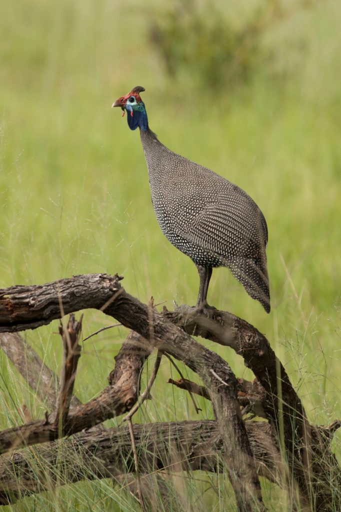 a long guinea fowl perched on a downed tree