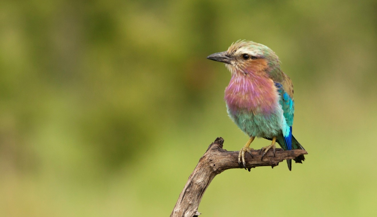 a lilac-breasted roller perched with perfect lighting