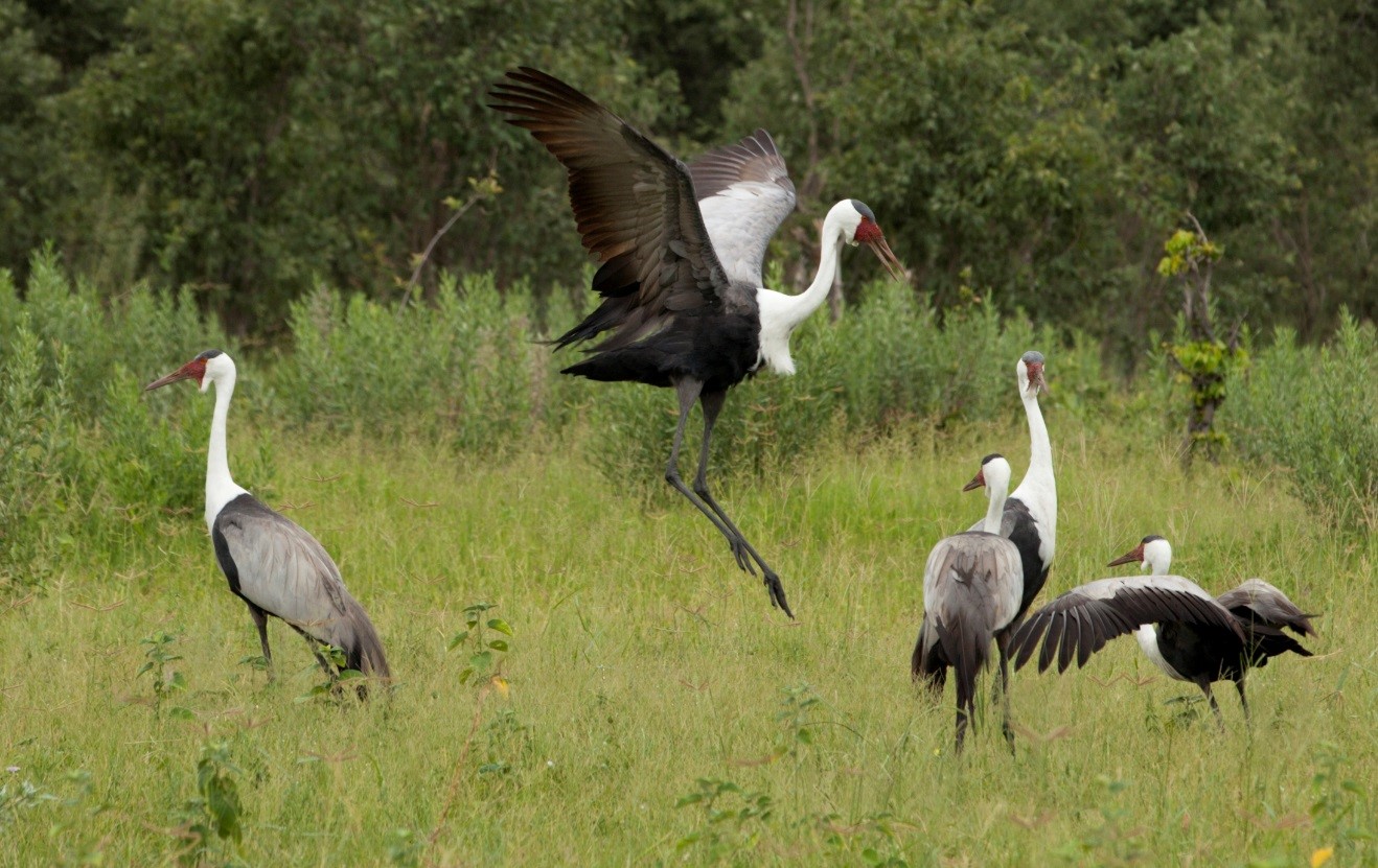 several storks in an action shot