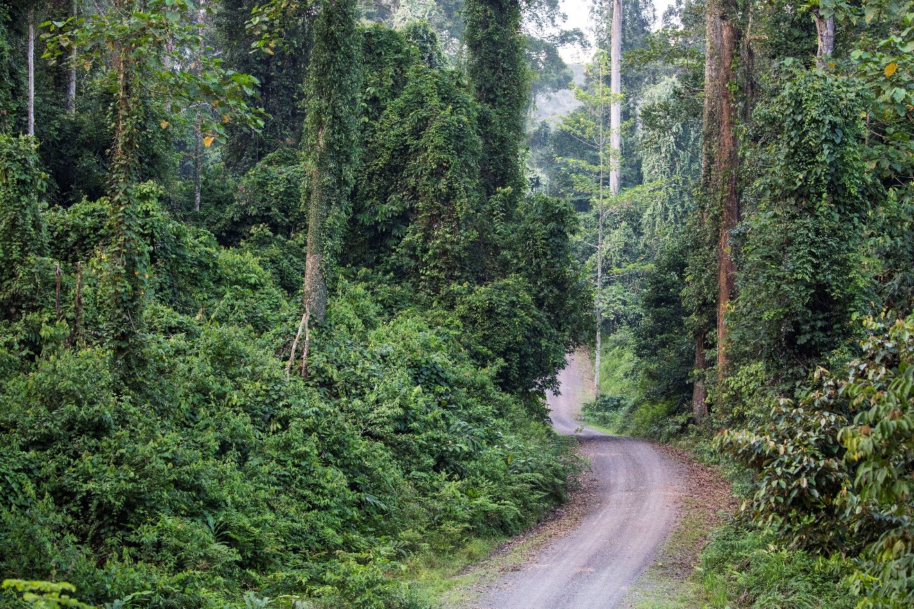 a photo of the Danum Valley road as it winds through the bornean jungle