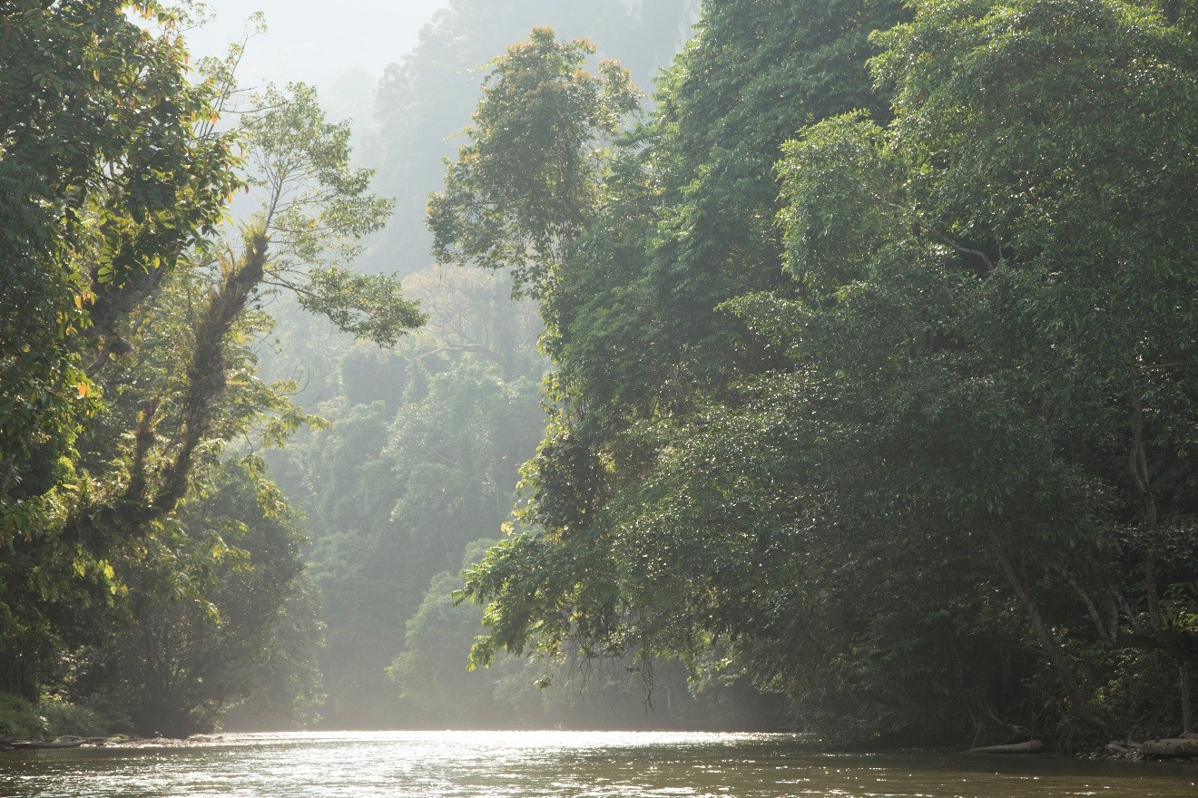 the glow of light on the melinau river of Borneo reflects and illuminates a vivid landscape