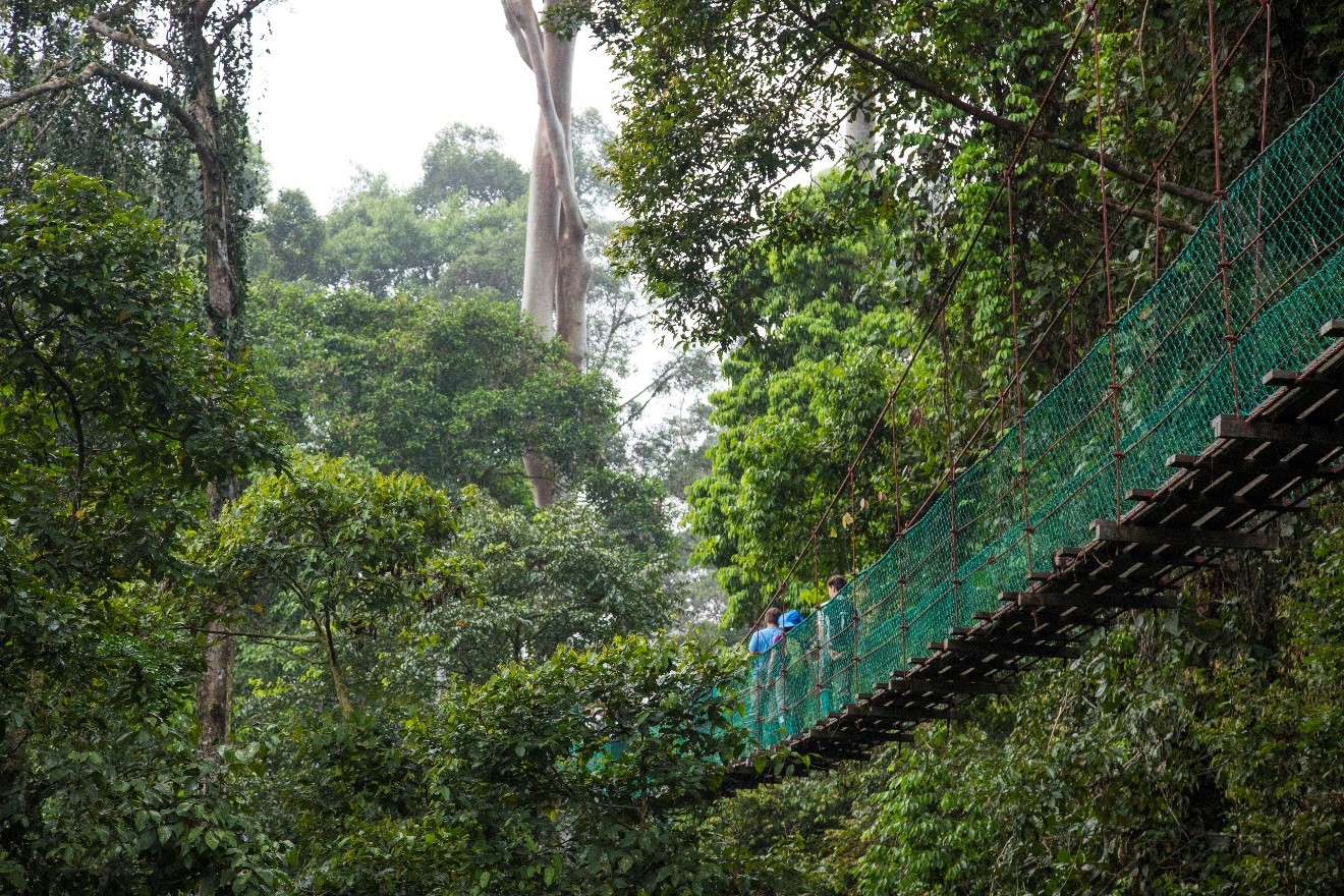 a canopy walkway in Borneo with travelers traversing the skyway