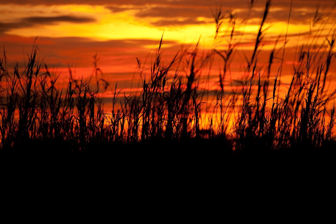 an orange and red sunset is brilliantly colorful over the delta of Botswana's okavango