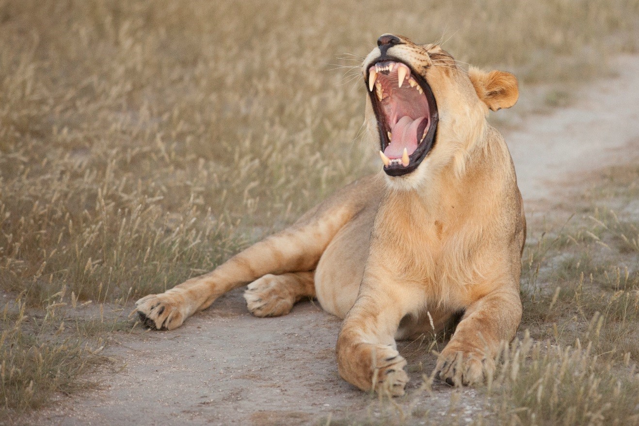 a lion roars in Botswana
