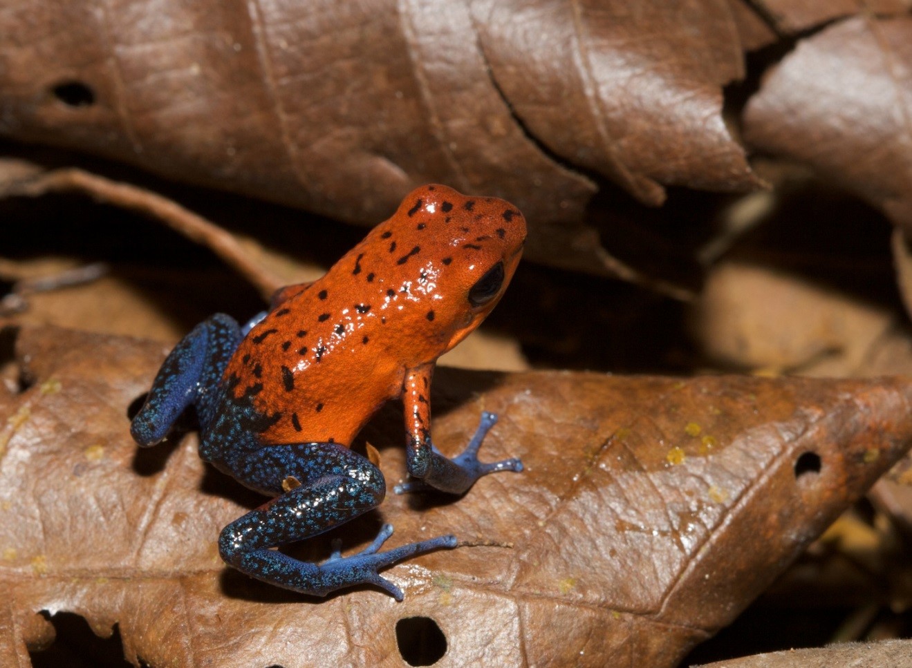a macro photo of a small poison arrow frog taken in costa rica