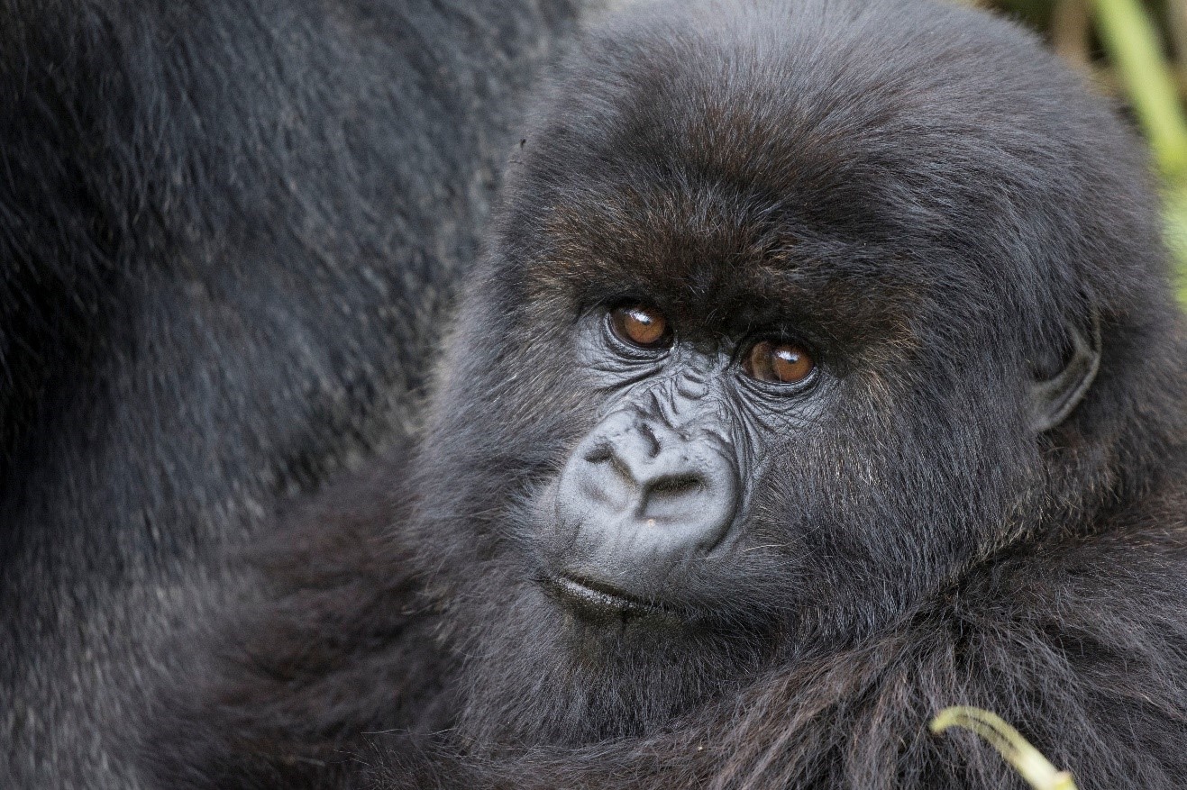 a young mountain gorilla stares at the camera in curiosity
