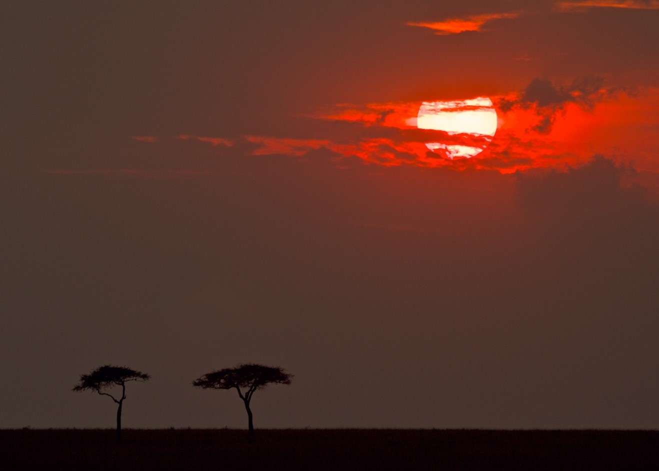 a red sun sets on Kenya's savanna with acacia trees in the foreground