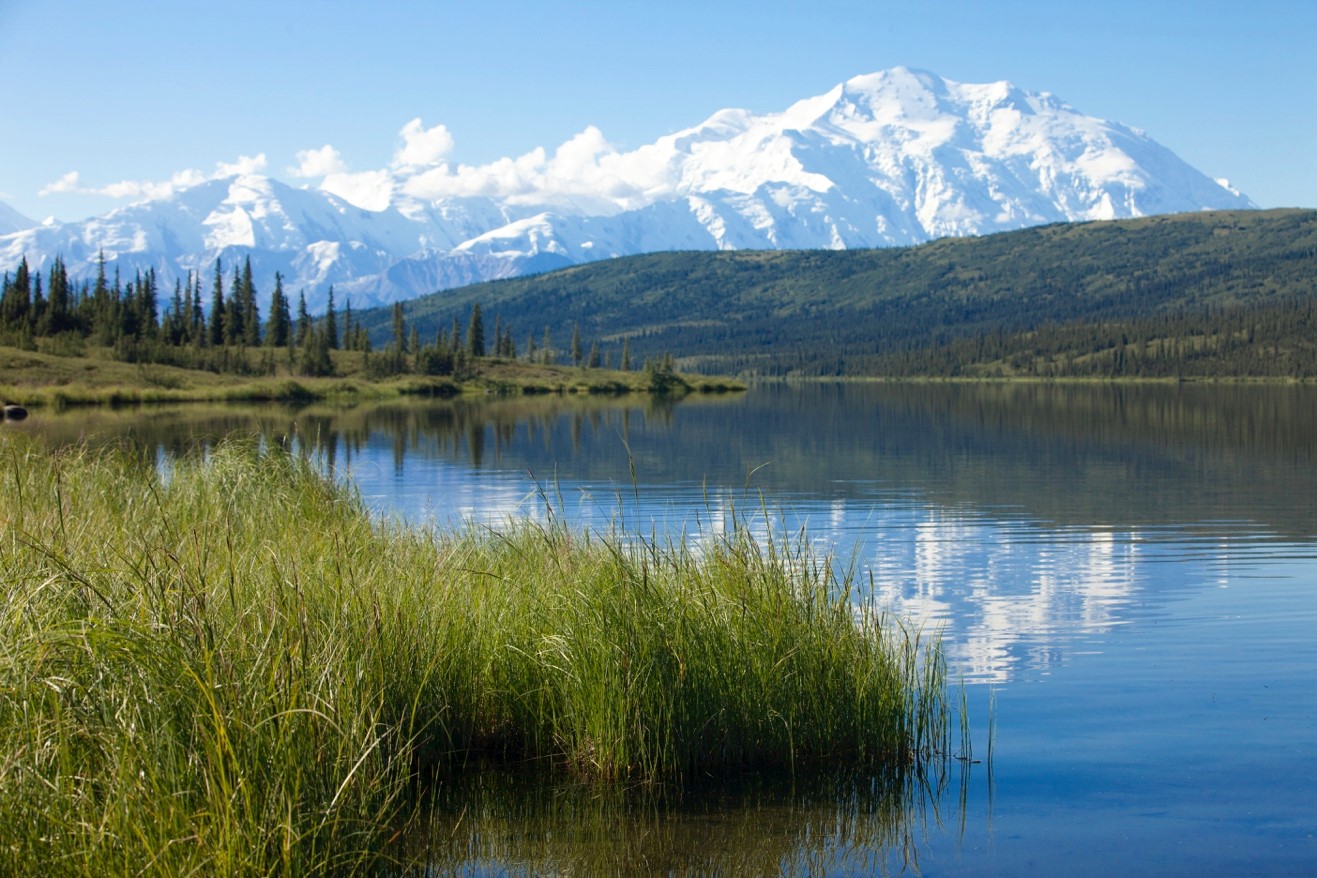 a clear view of mt. denali from reflection pond with grasses in the foreground