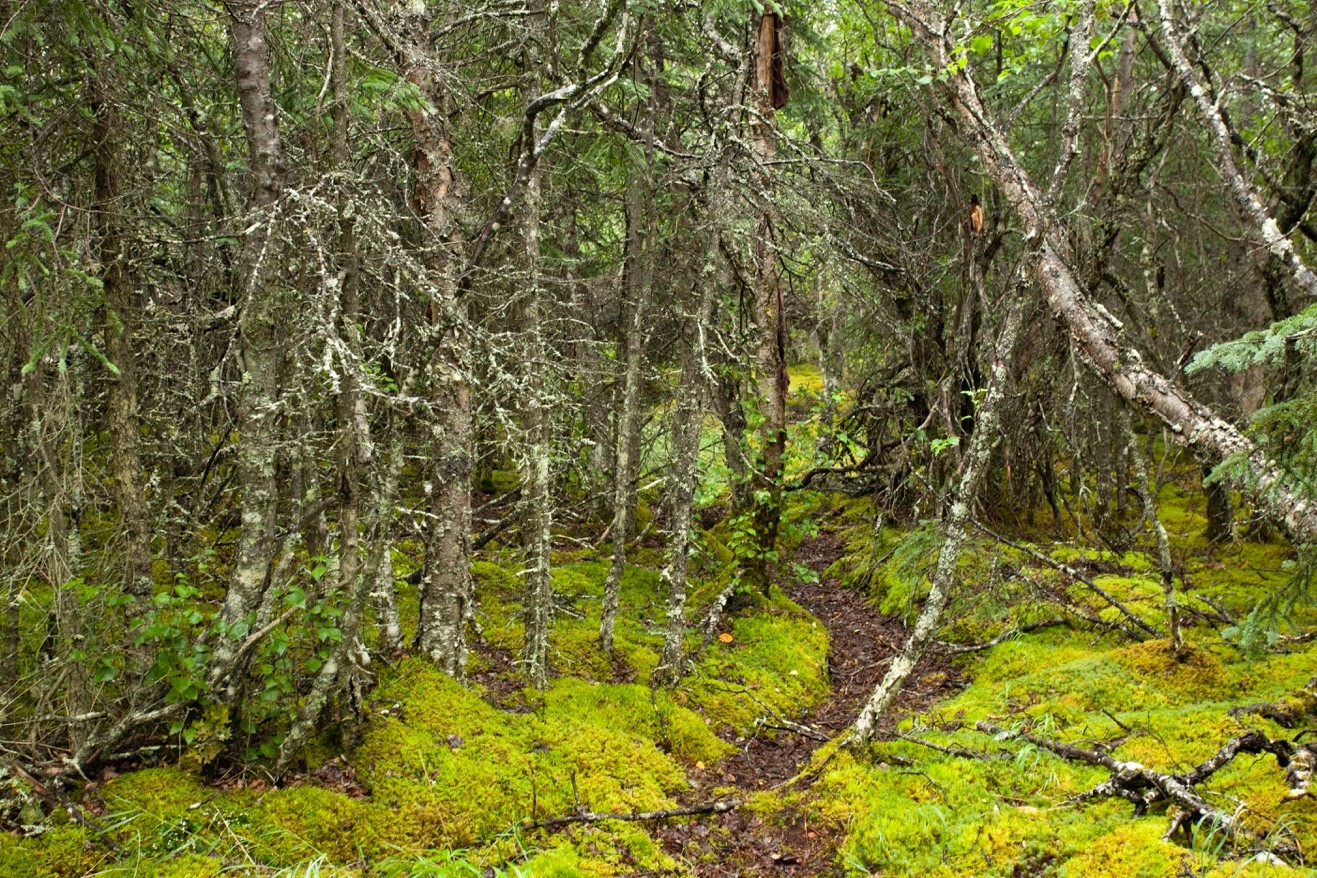 a photo of the intense green color of mosses and lichens in the forest in katmai national park
