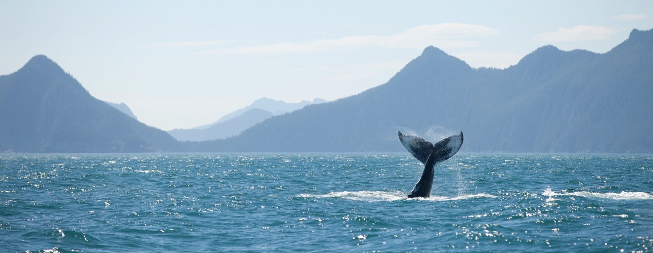 a photo of a humpback whale diving in kenai fjords national park