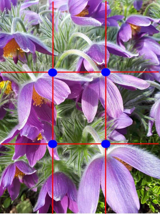 rule of thirds grid over top of a flower photo