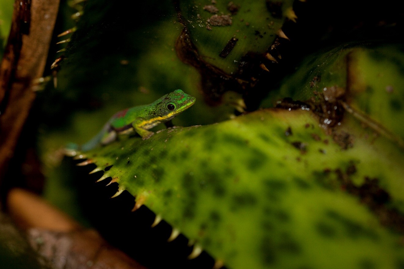 a day gecko perches on a bromeliad in madagascar