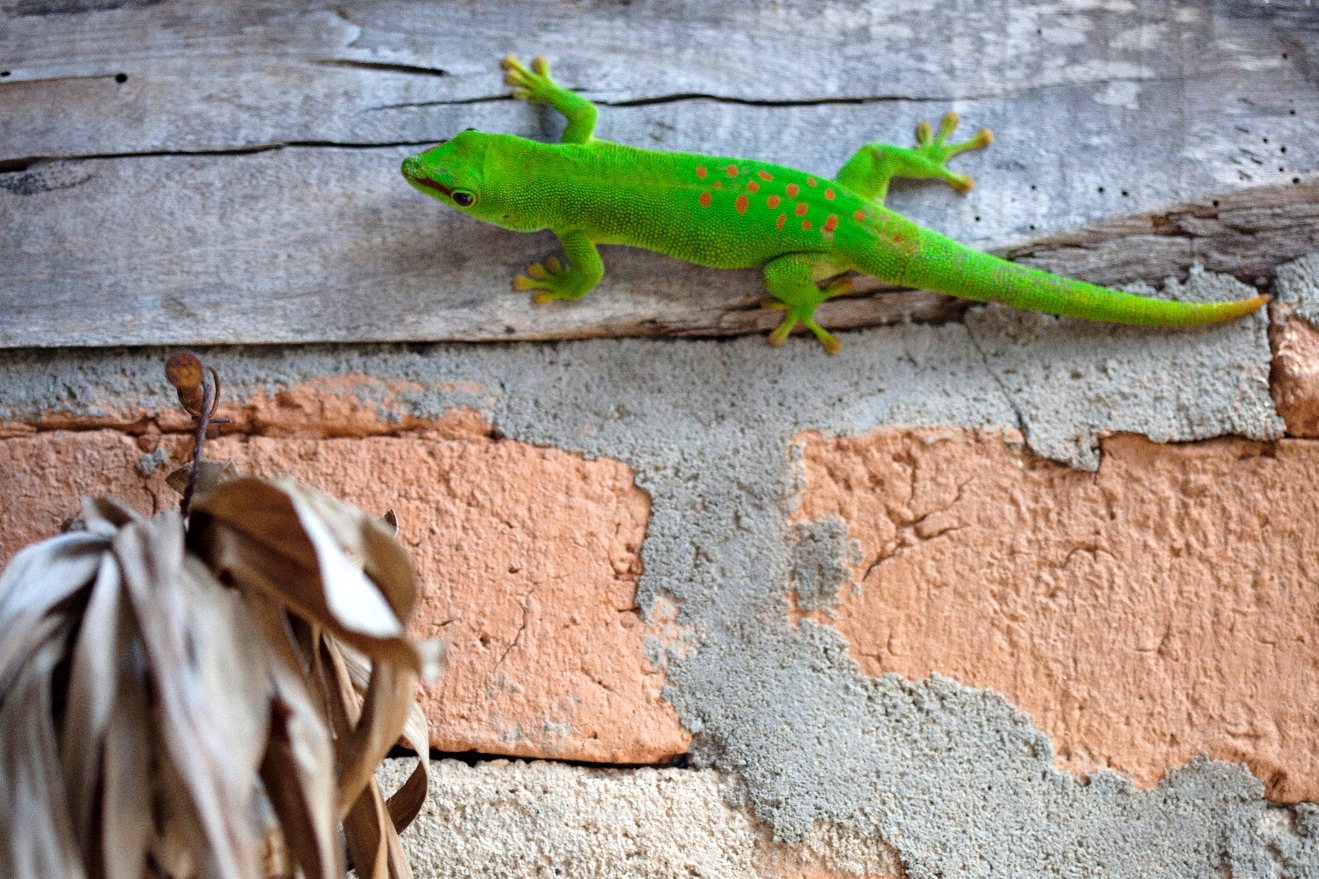 a contrasting scene of a day gecko on a brick wall outside of a lodge in madagascar
