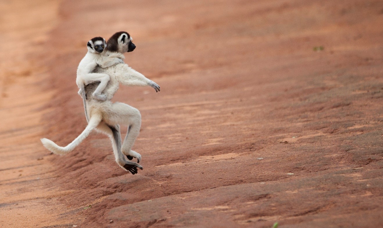 a mother coquerel's sifaka bounds down a trail with baby on back