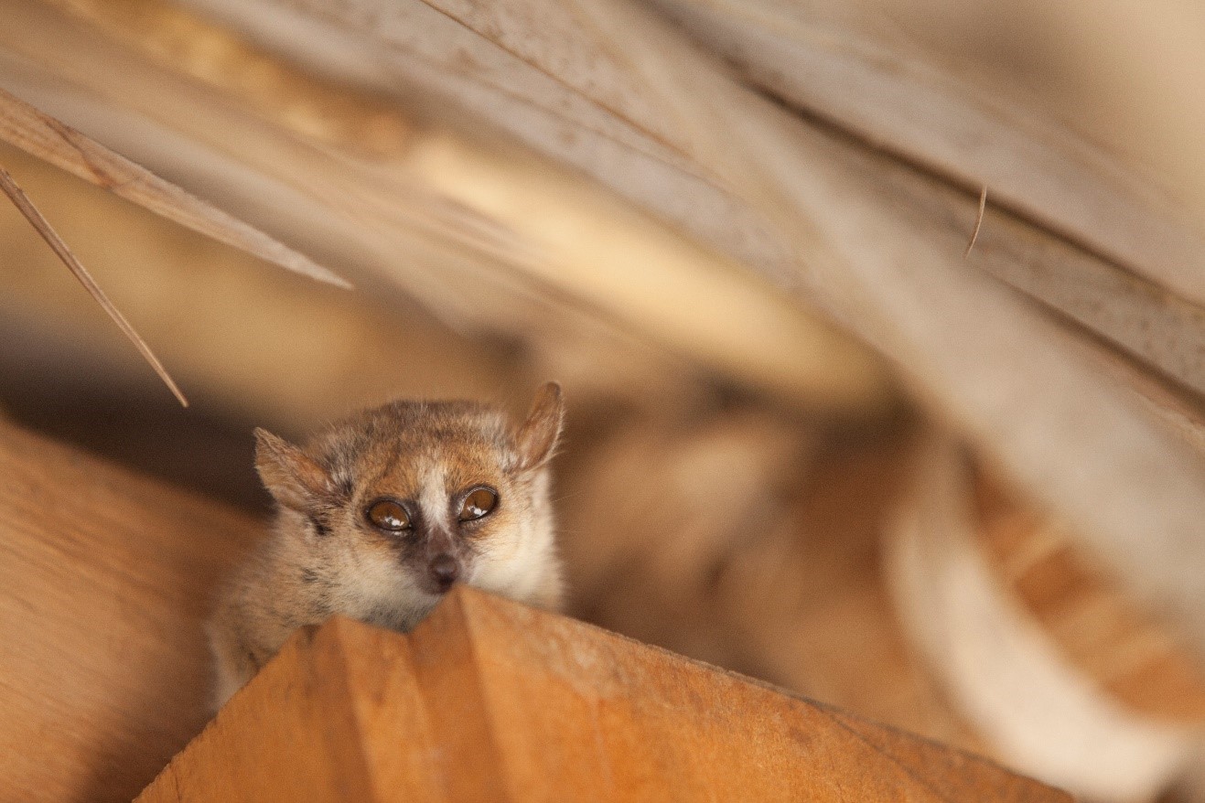 a small mouse lemur peers down from the rafters in madagascar